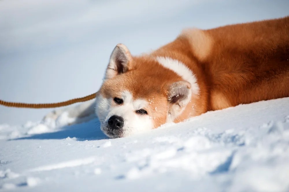 Akita Inu