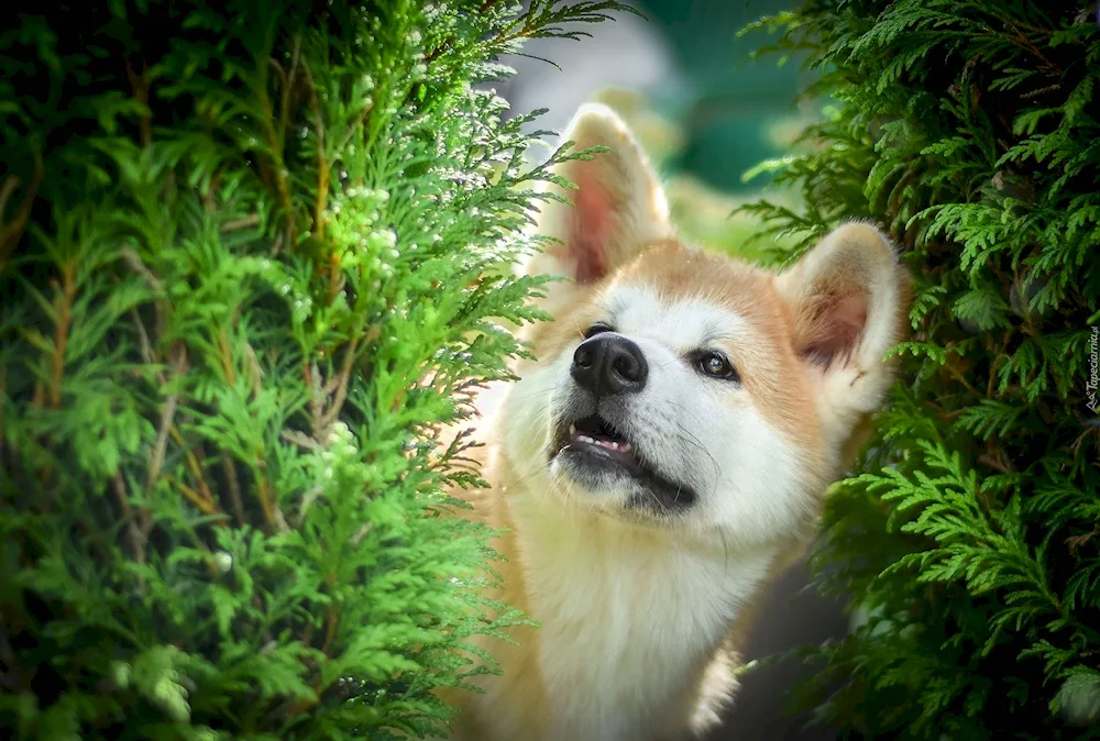 Akita Inu