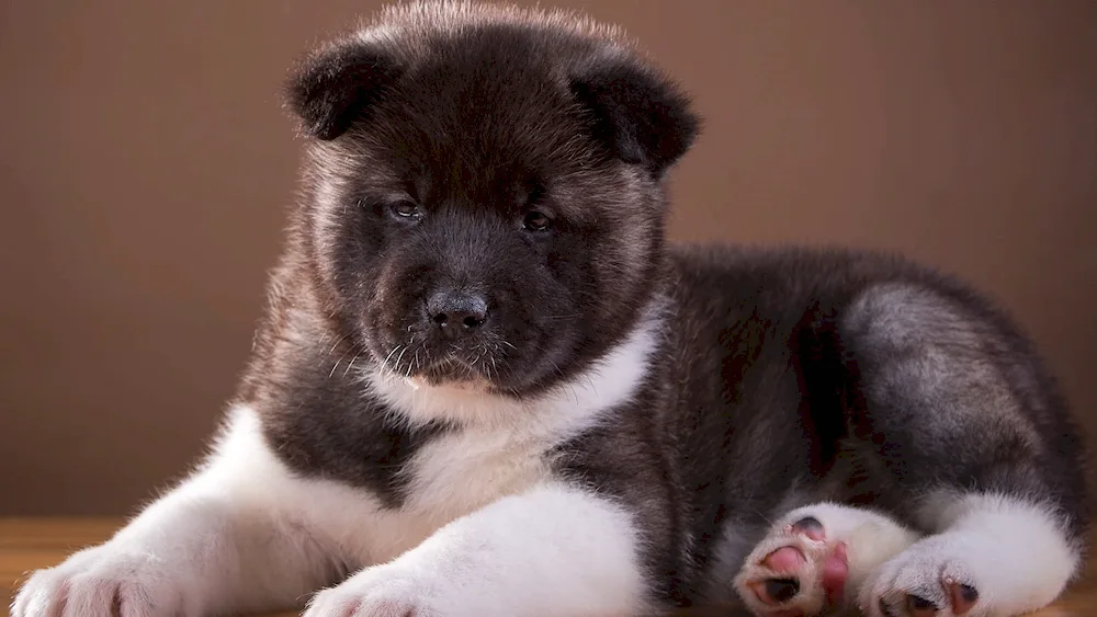 Akita Inu