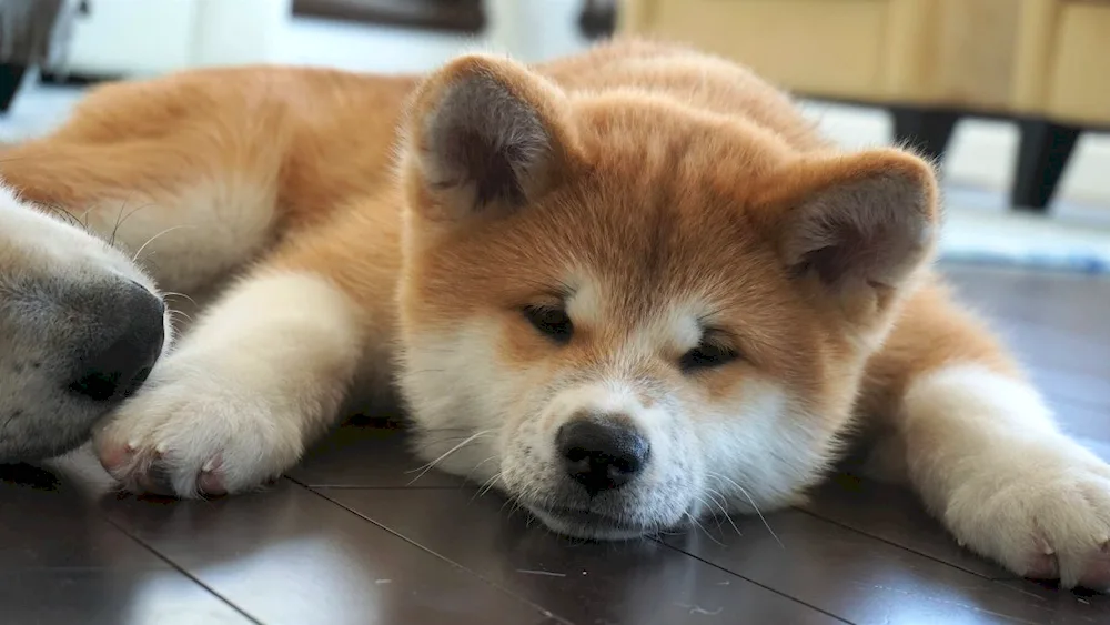 Akita inu black and white