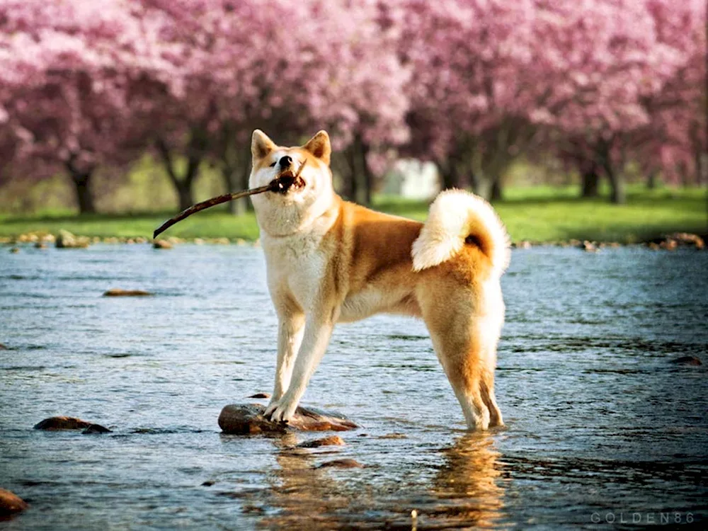 Shiba inu