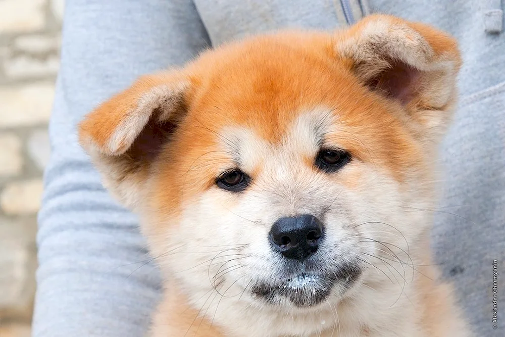 Akita Inu