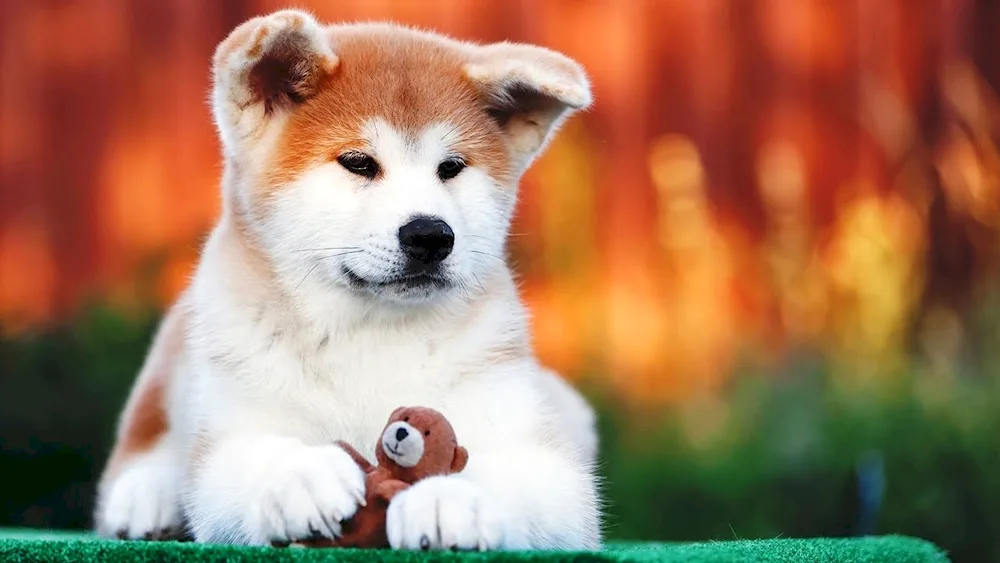 Akita Inu