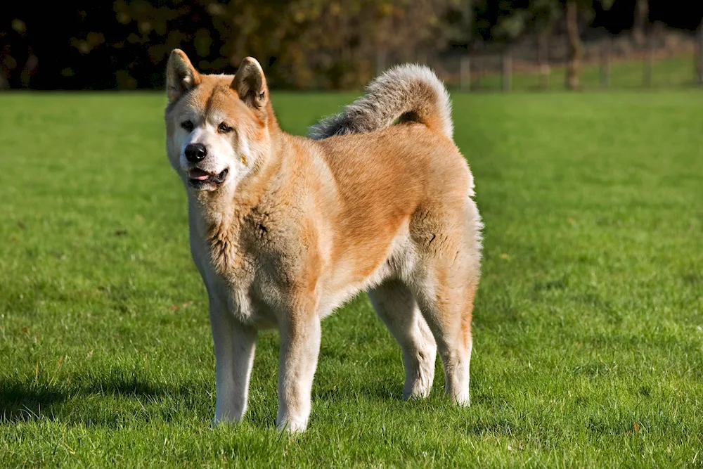 Akita inu