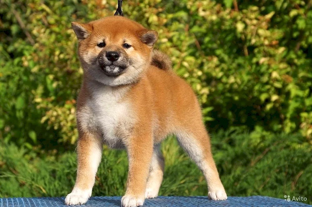 Akita inu