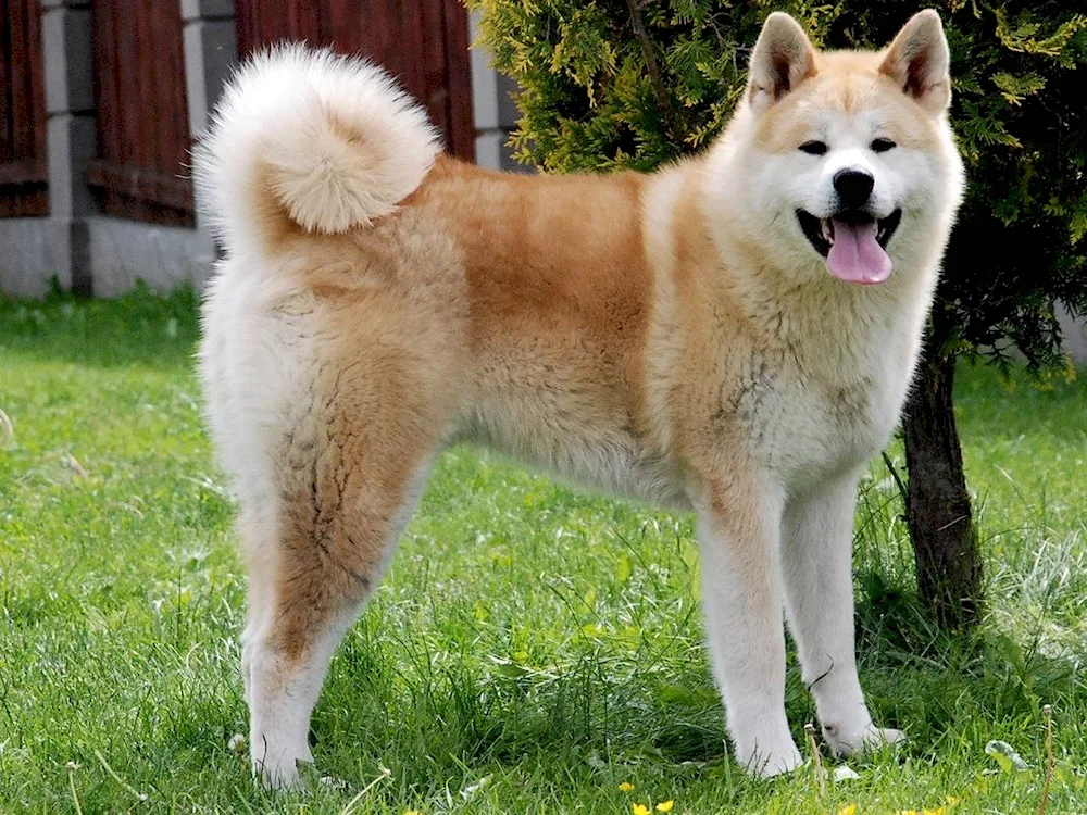 Akita inu