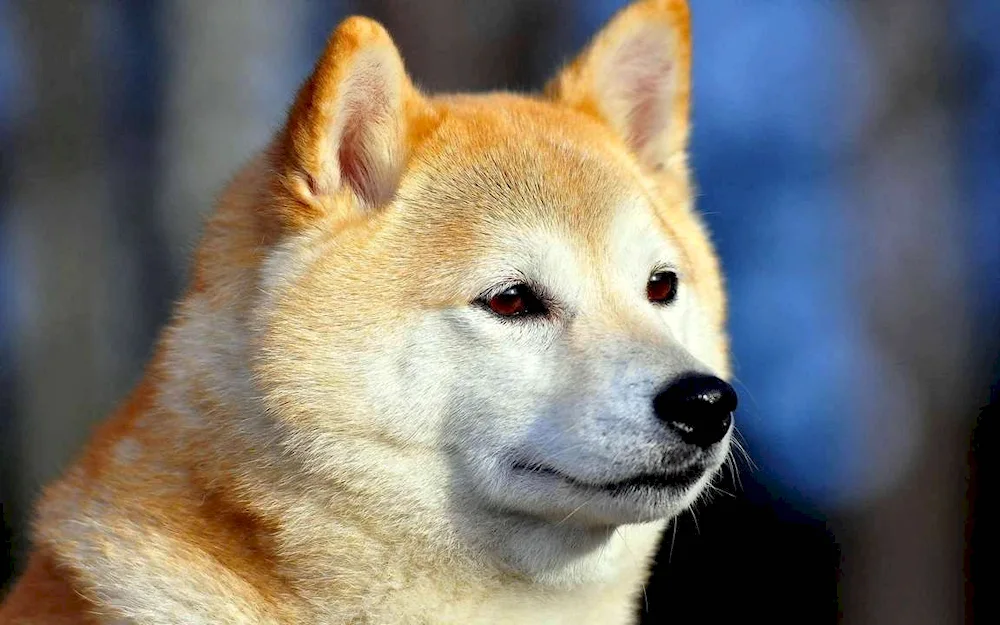 Akita inu