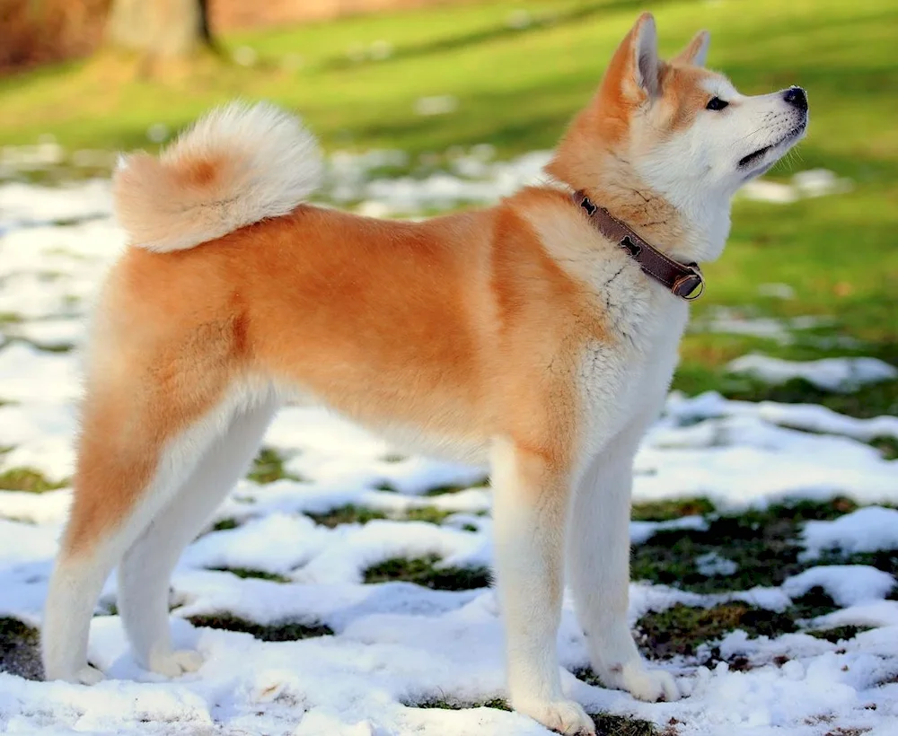 Akita inu