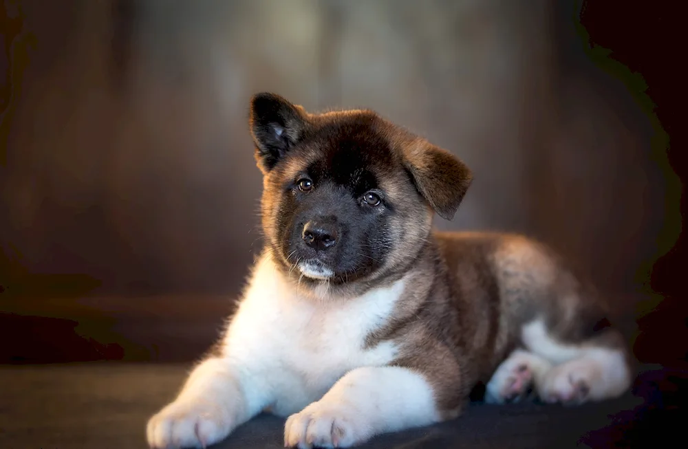 Akita inu