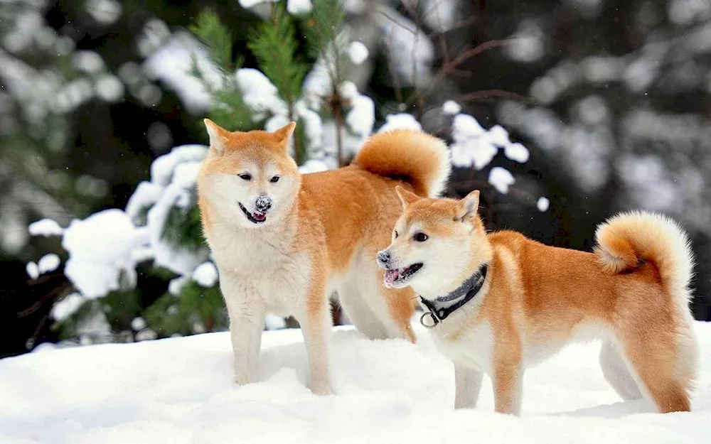 Akita inu