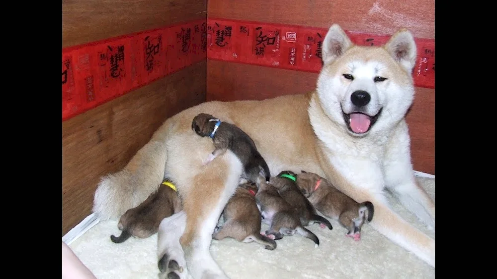 Akita inu