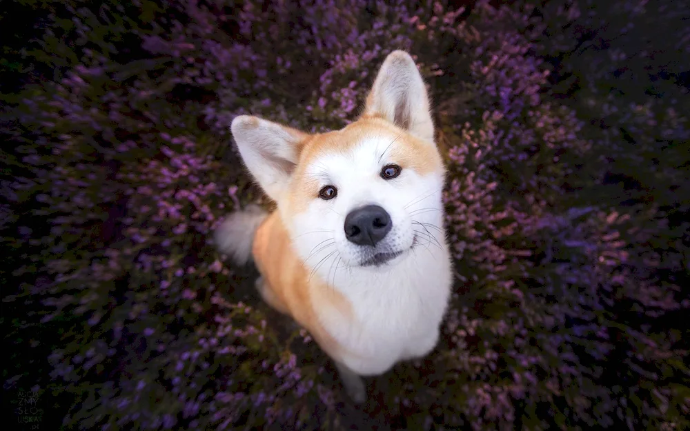 Akita inu