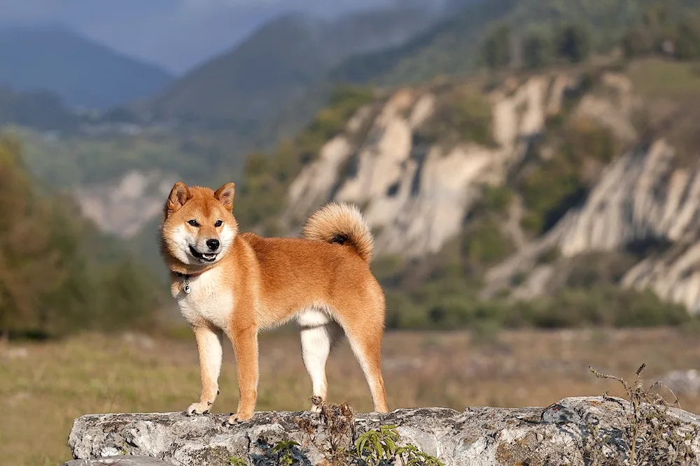 Akita inu