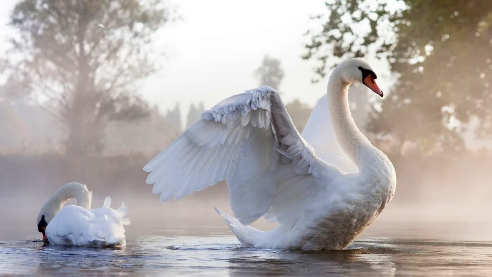 Swan heart