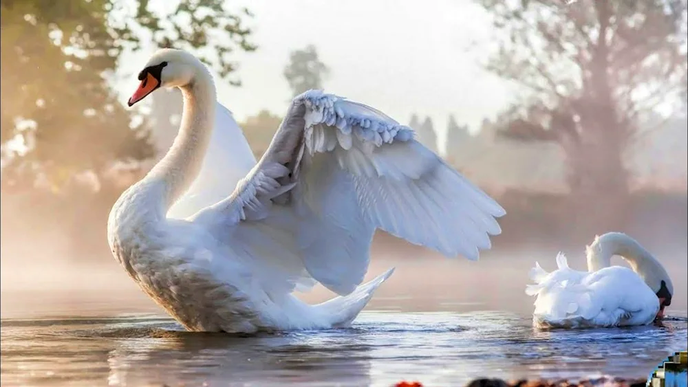 Swan sprawls Wings