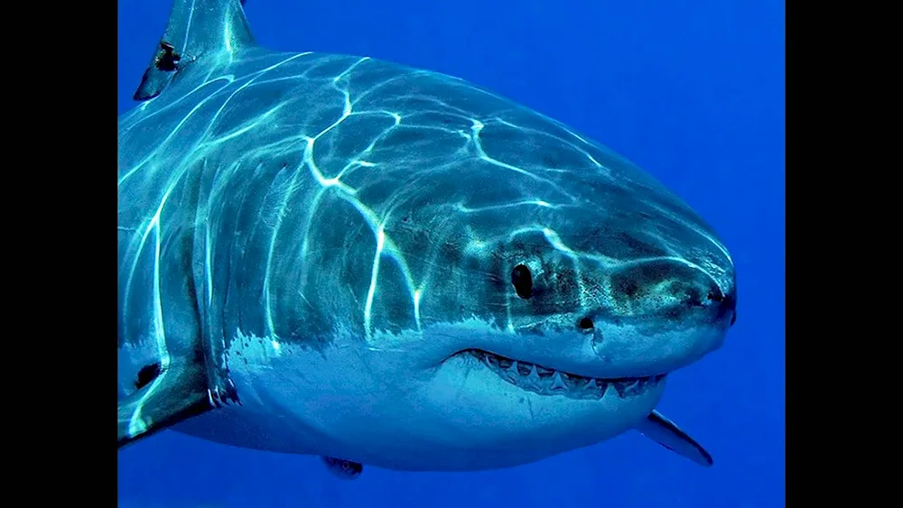 Carcharodon shark