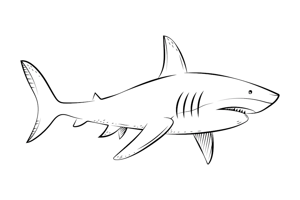 Shark colouring