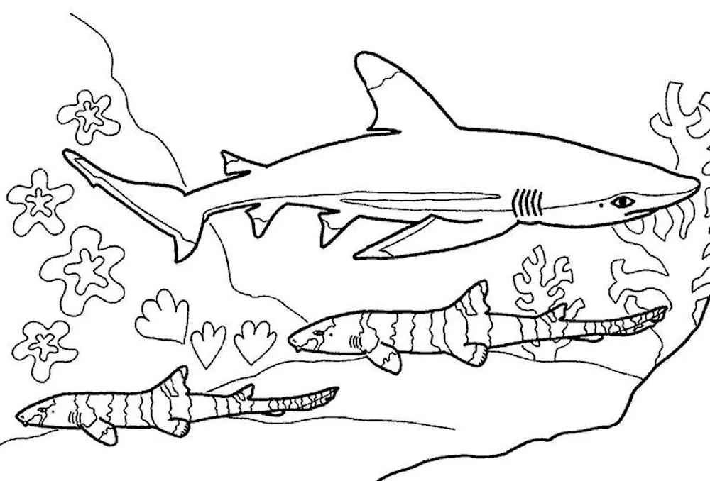 Shark colouring