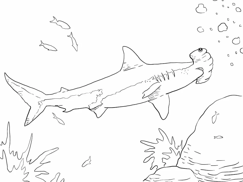 Shark colouring