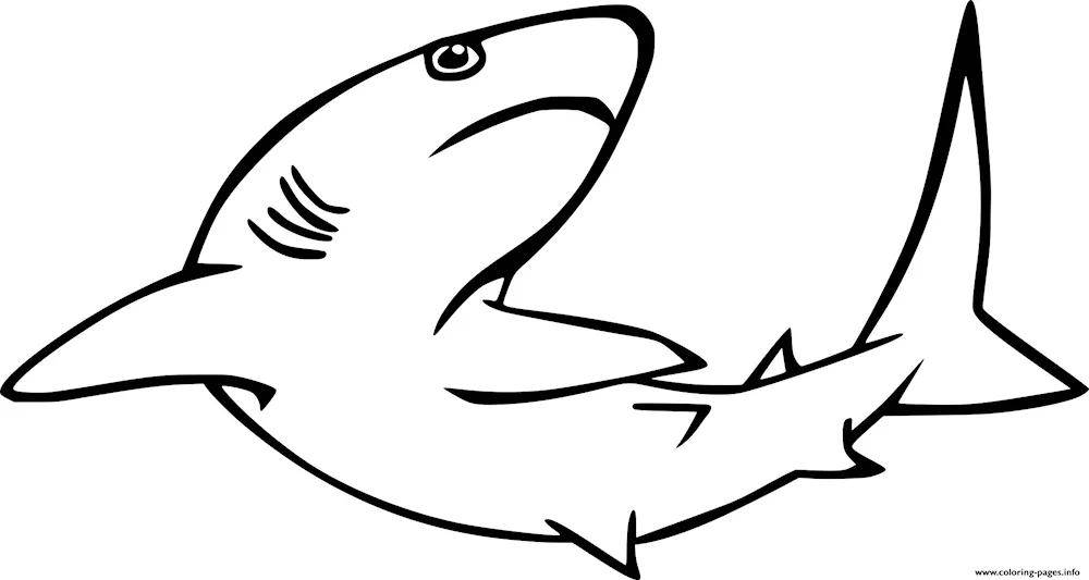 Shark colouring