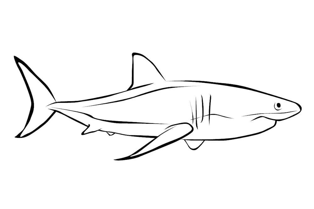 Shark colouring