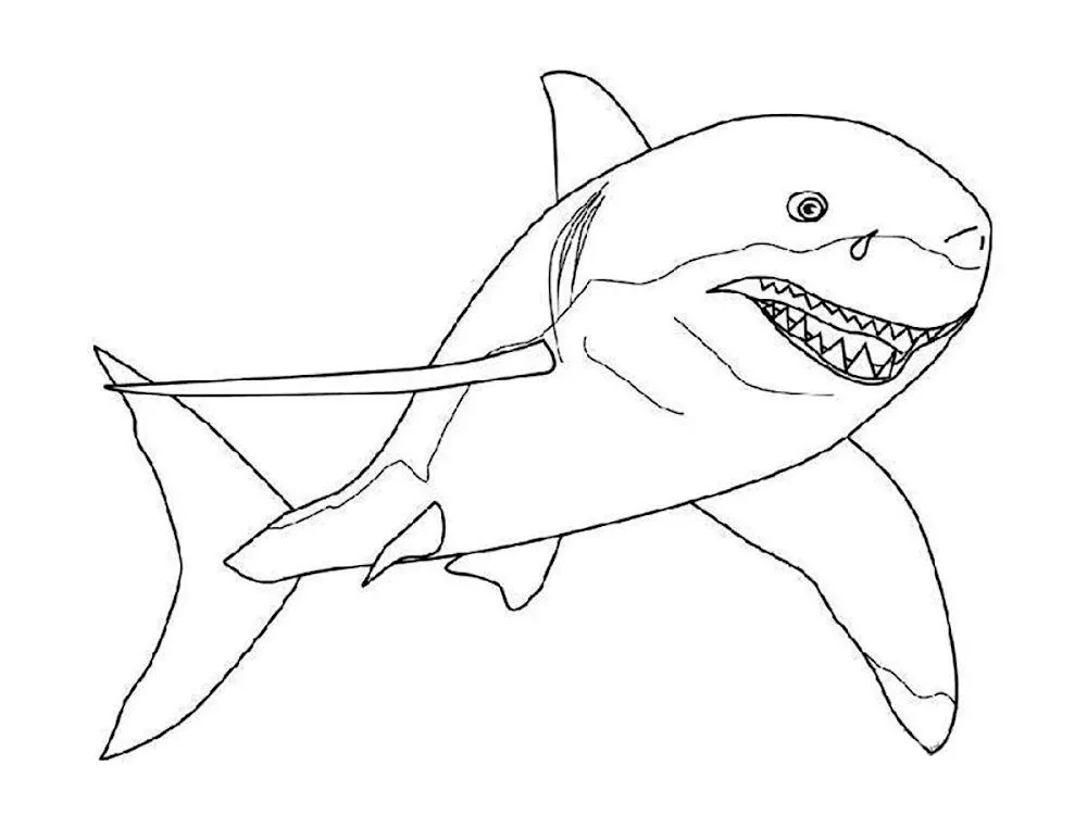 Shark colouring