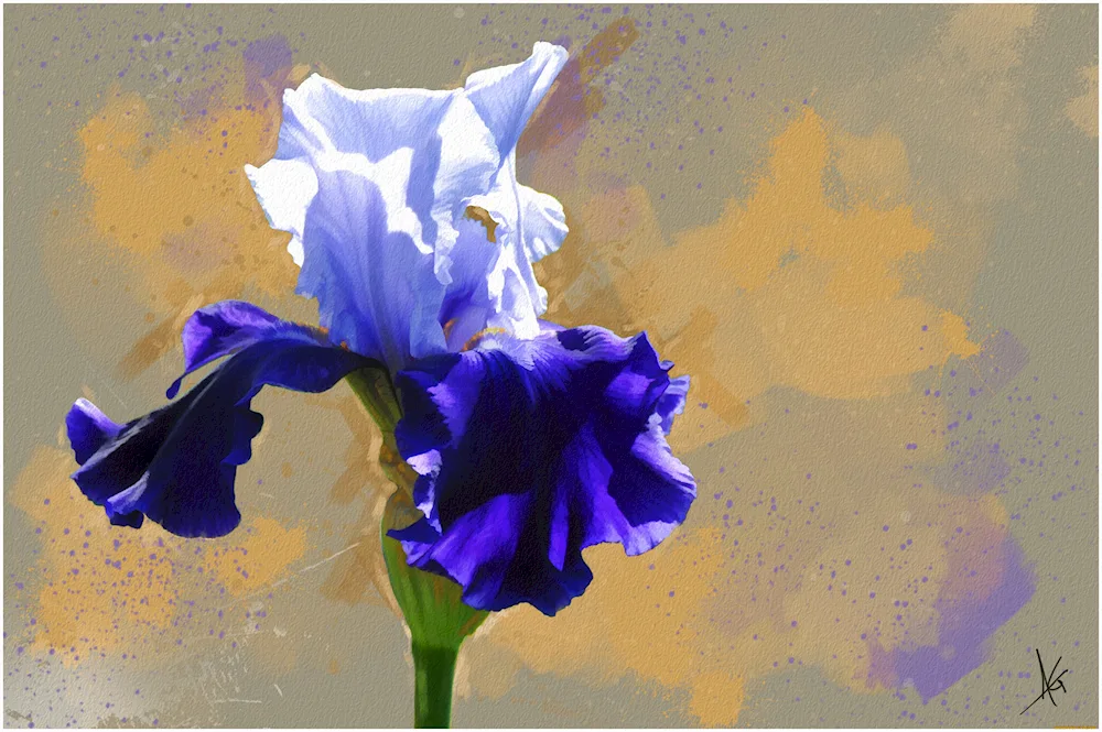 Elizabeth Horning irises