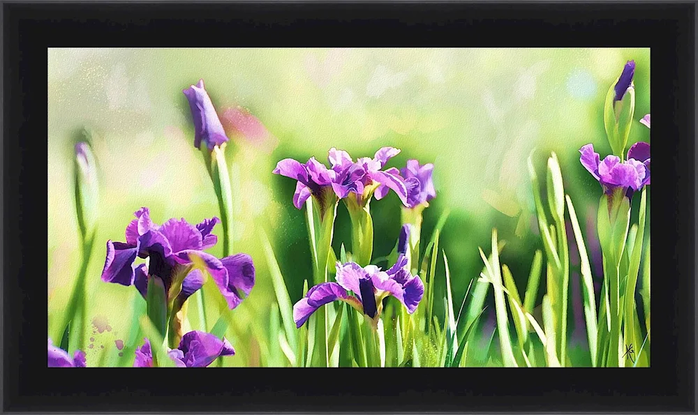 David Manakian irises