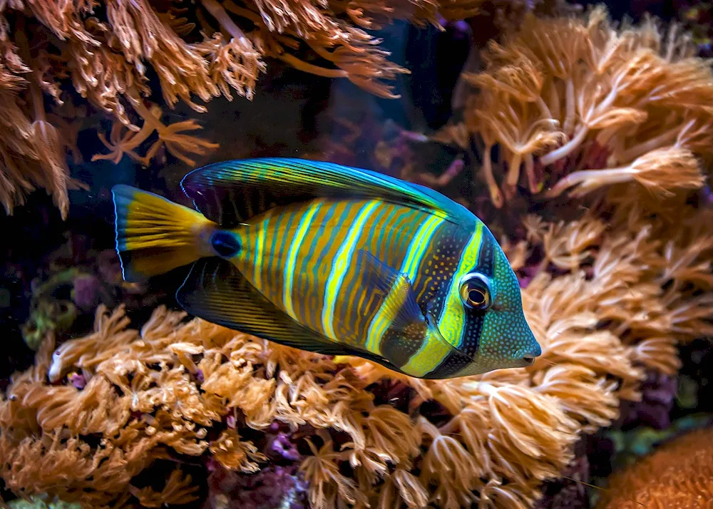 Underwater reef reef reef