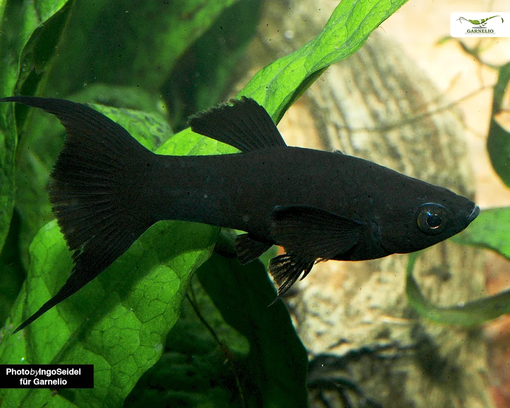 Aquarium fish Mollinesia black