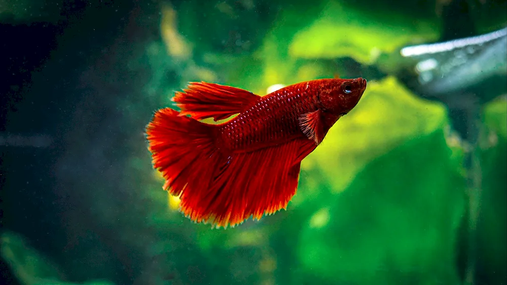 Red Parrot Cichlid