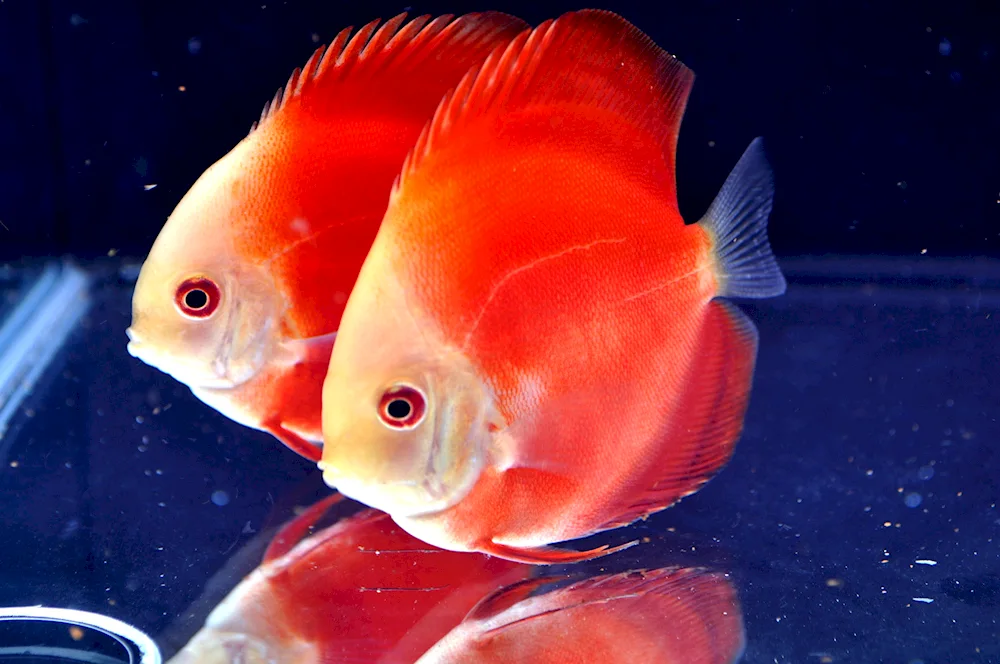 Red Parrot Cichlid