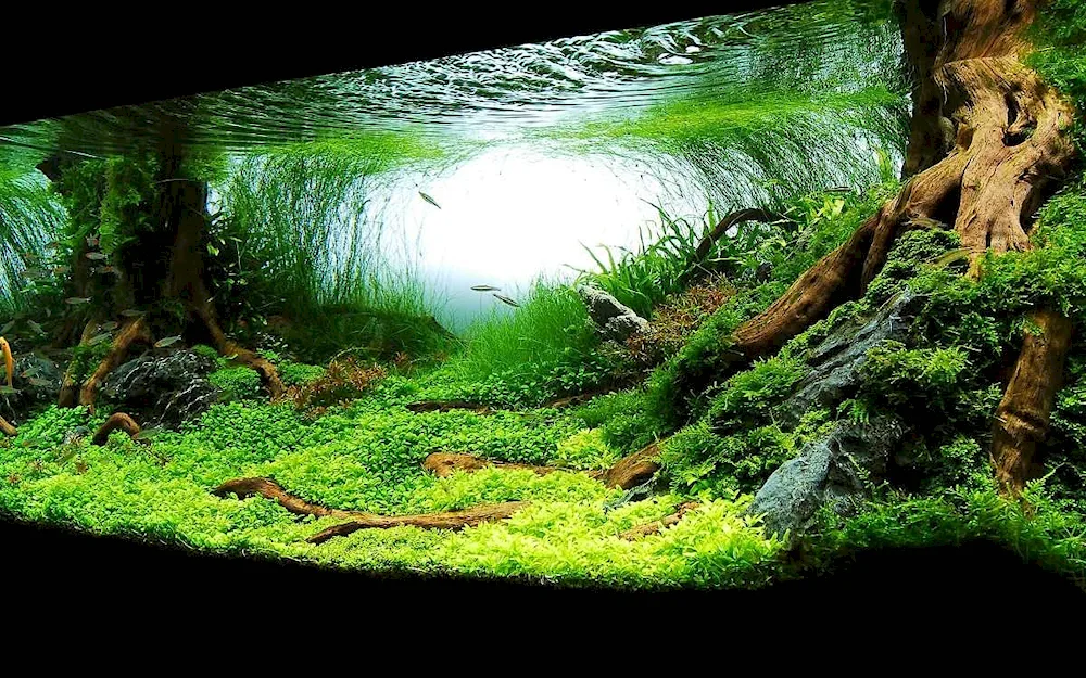 Dutch aquascape