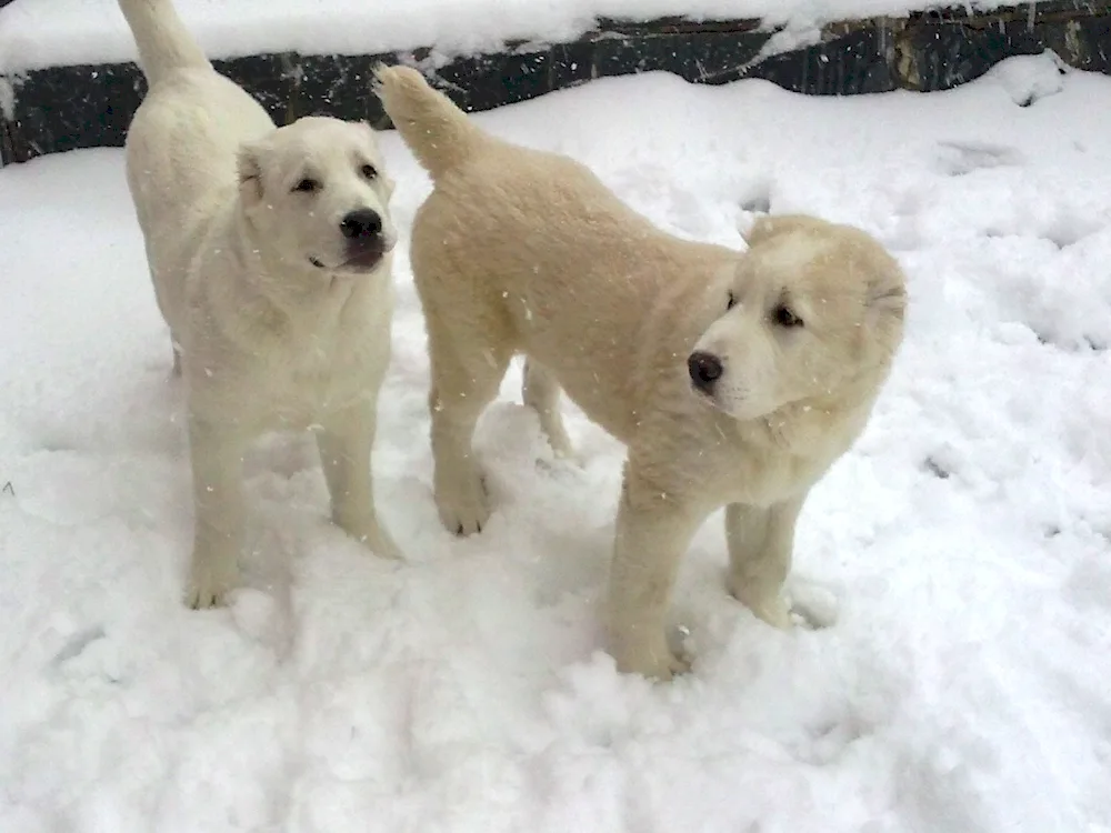 Shepherd and Alabai métis husky Alabai