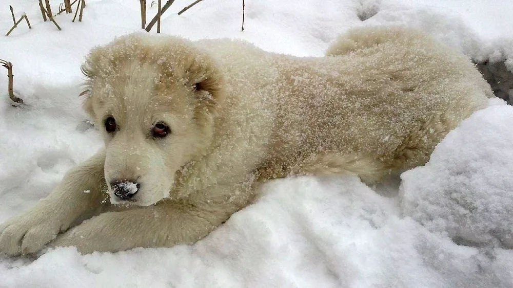 Middle Asian sheepdog Alabai