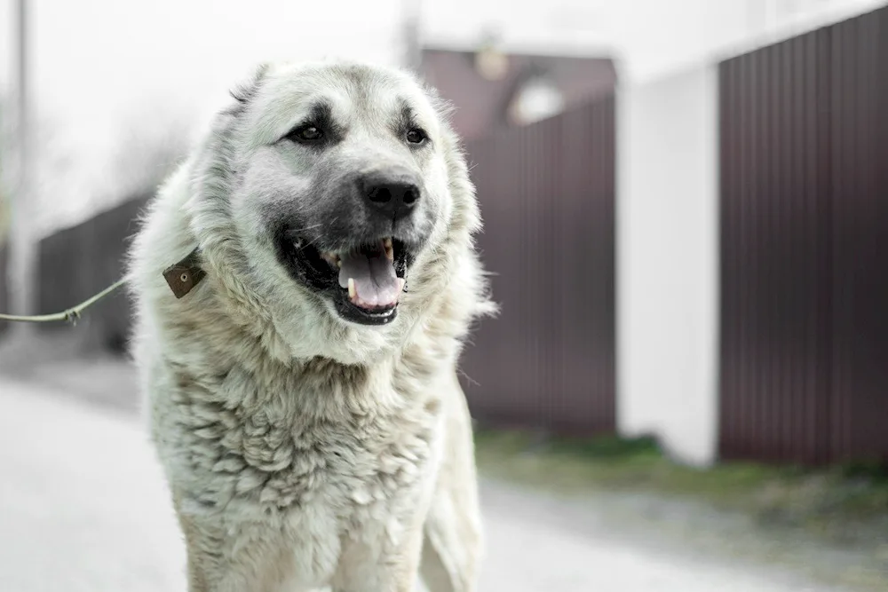 Middle Asian sheepdog Alabai