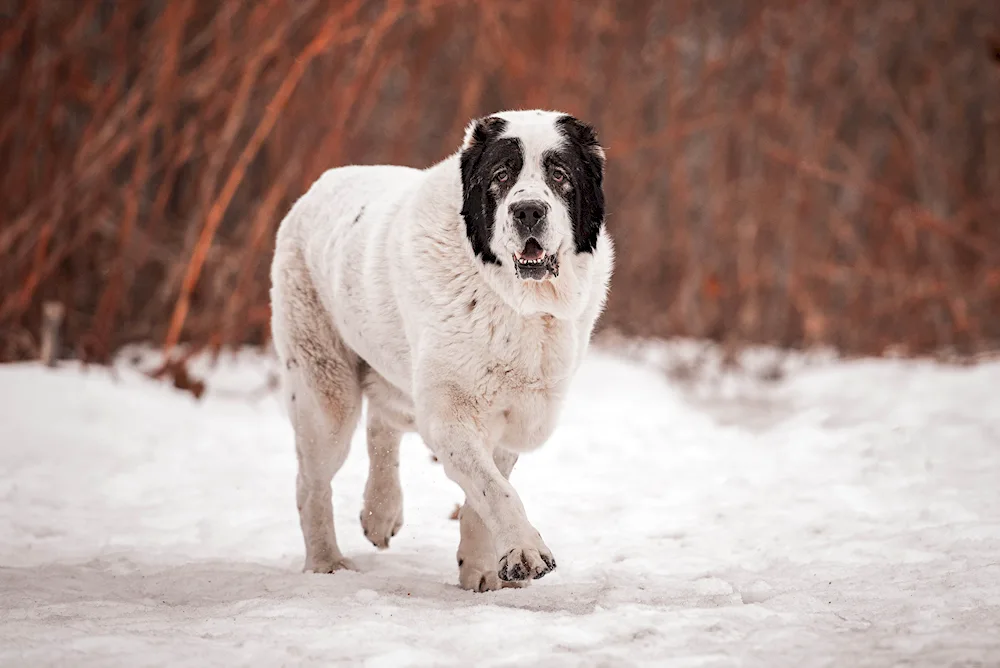 Middle Asian sheepdog alabai black