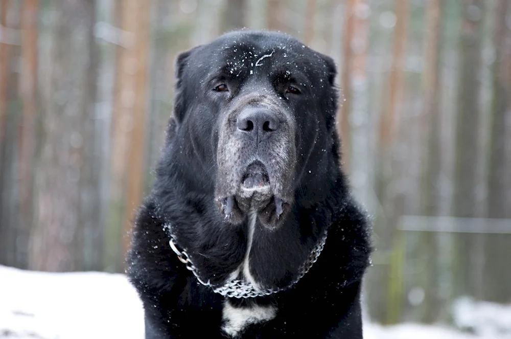 Middle Asian sheepdog alabai black