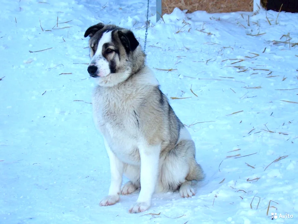 Alabai and husky mix