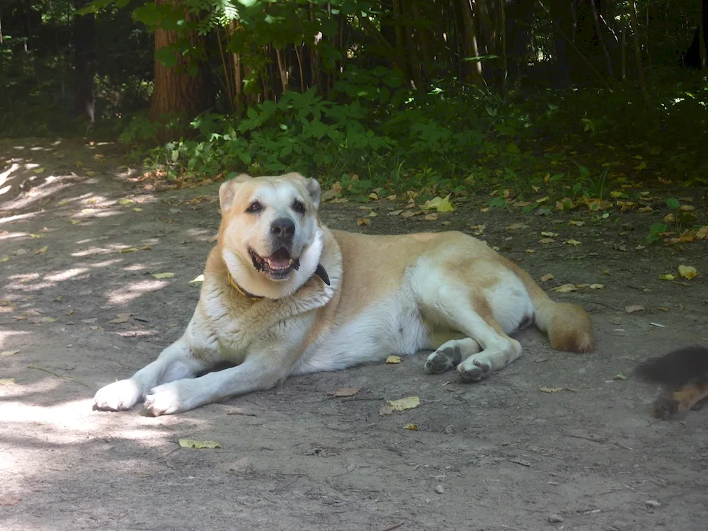 Alabai and Labrador mix