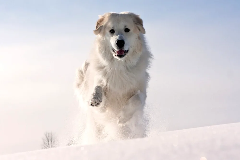 Alabai and golden retriever