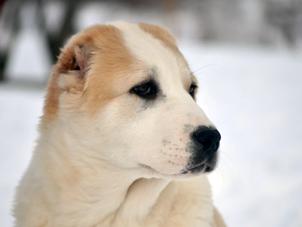 Malamute and alabai métis. alabai