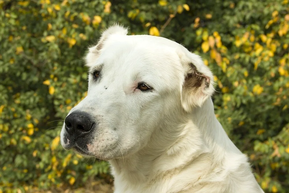 Alabai dog