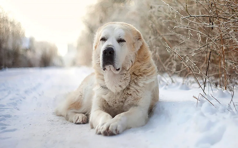 Middle Asian sheepdog Alabai
