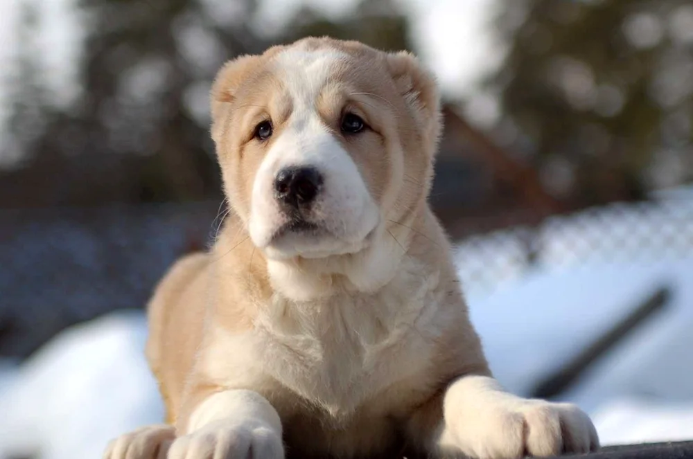 Middle Asian sheepdog Alabai