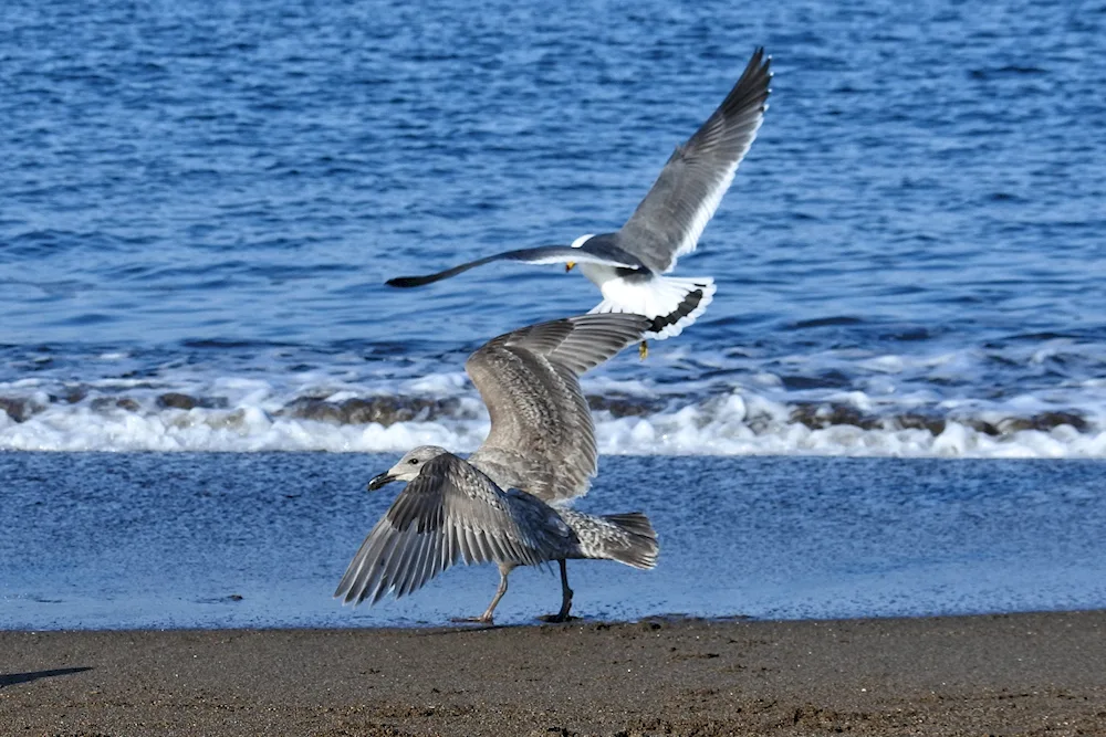 Albatross on the Baltic Sea