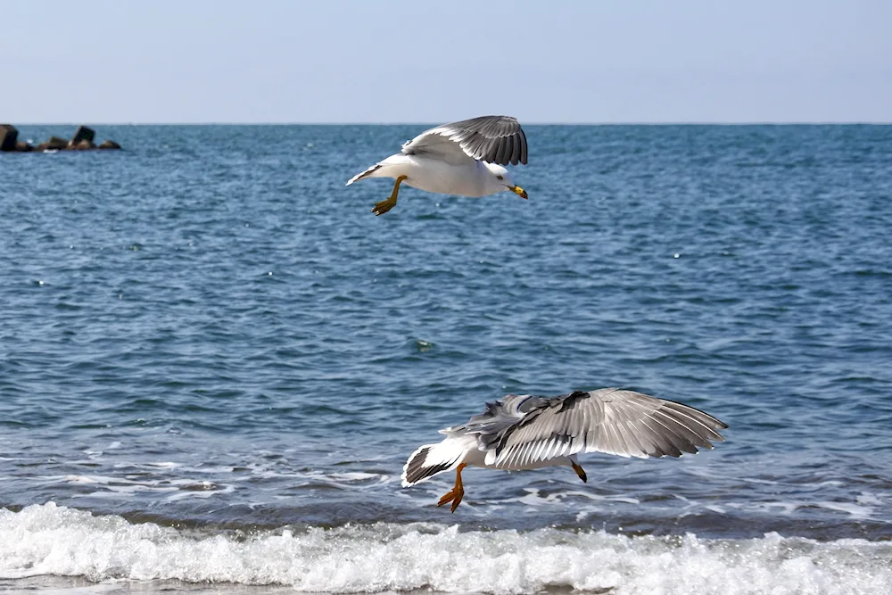 Marine Cormorant birds