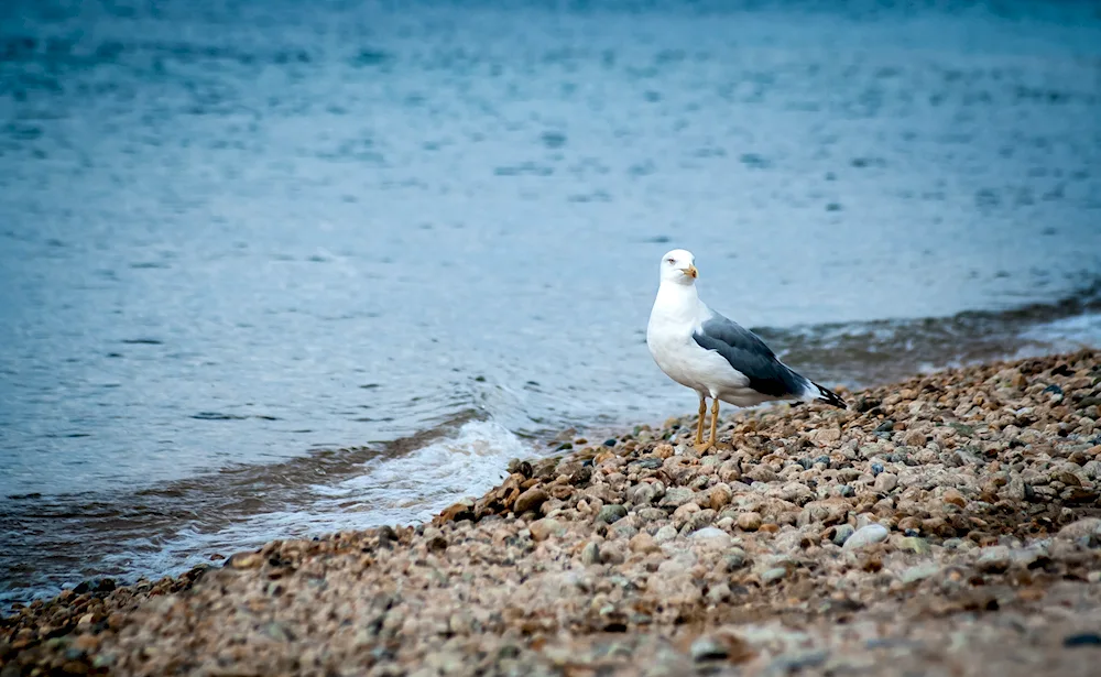 Bull Petrel Cormorant