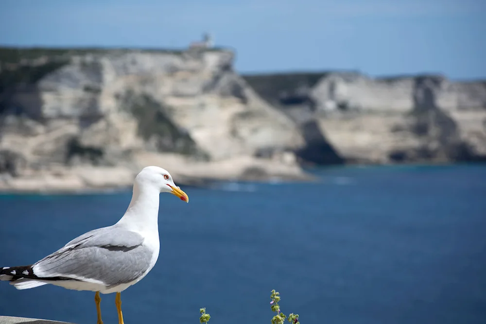 Albatross Crimea