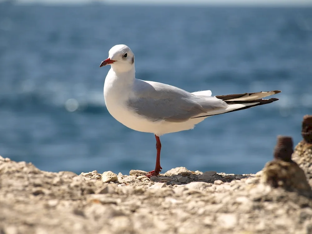 Cockaded Gull Albatross